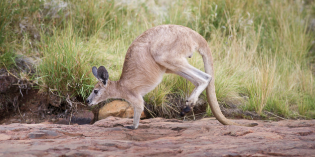 n-kangaroo-tails-628x314.jpg