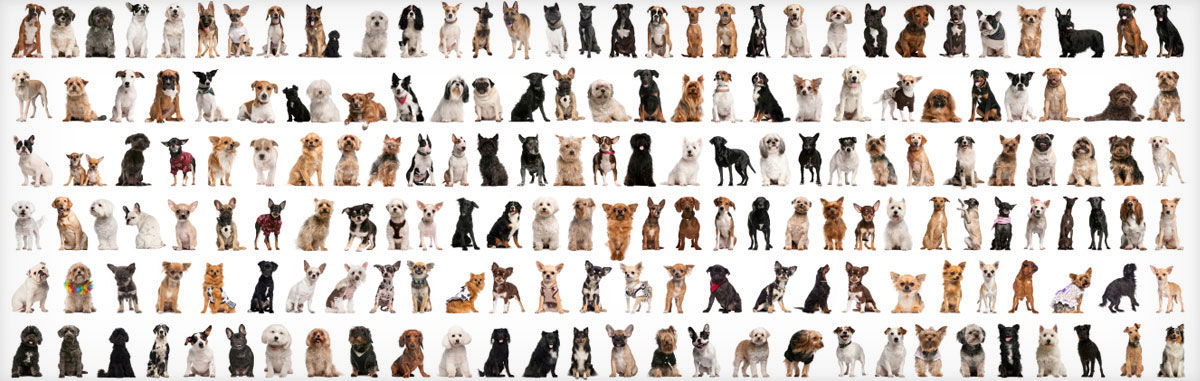 answersingenesis.org